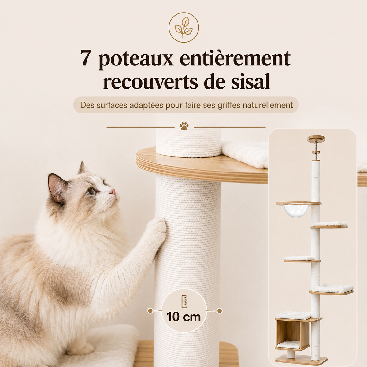 Arbre à chat du sol au plafond en bois avec 7 poteaux griffoirs de 10 cm entièrement recouverts de sisal, plateformes de repos, niche et bulle transparente, présenté avec un Sacré de Birmanie faisant ses griffes sur un poteau.