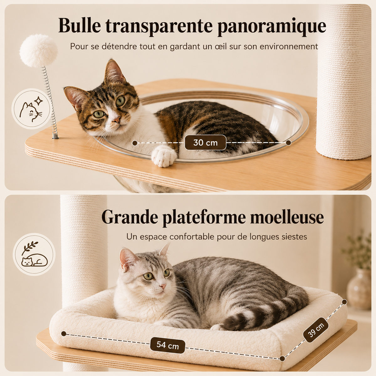 Arbre à chat du sol au plafond en bois avec deux espaces de repos : une bulle transparente panoramique de 30 cm avec un chat tigré et une grande plateforme moelleuse de 54 × 39 cm accueillant un chat gris, le long de poteaux griffoirs en sisal.