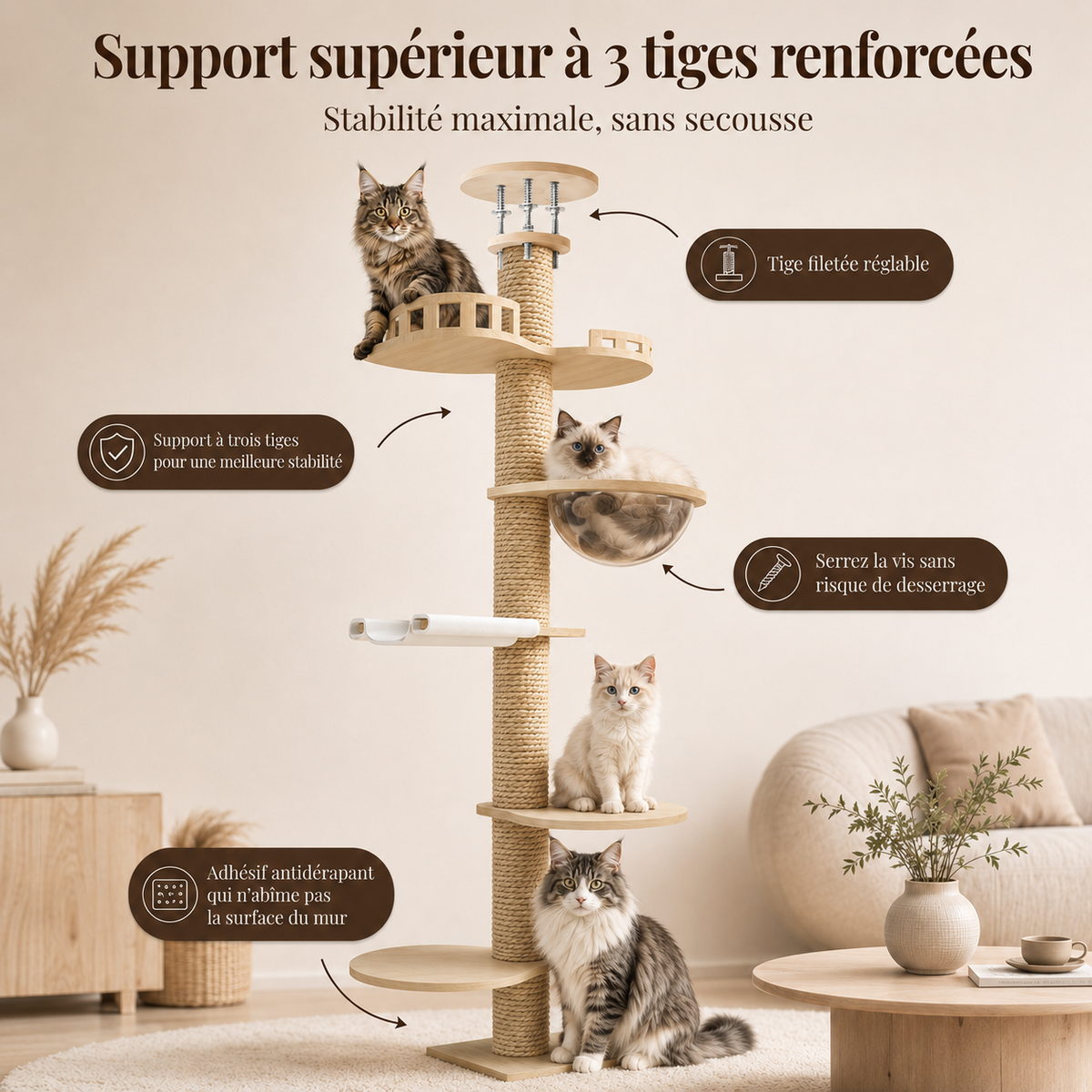 Arbre à chat sol plafond en bois avec support supérieur à 3 tiges renforcées, bulle transparente, griffoir en sisal et chats Maine Coon, Ragdoll, Sacré de Birmanie et Norvégien.