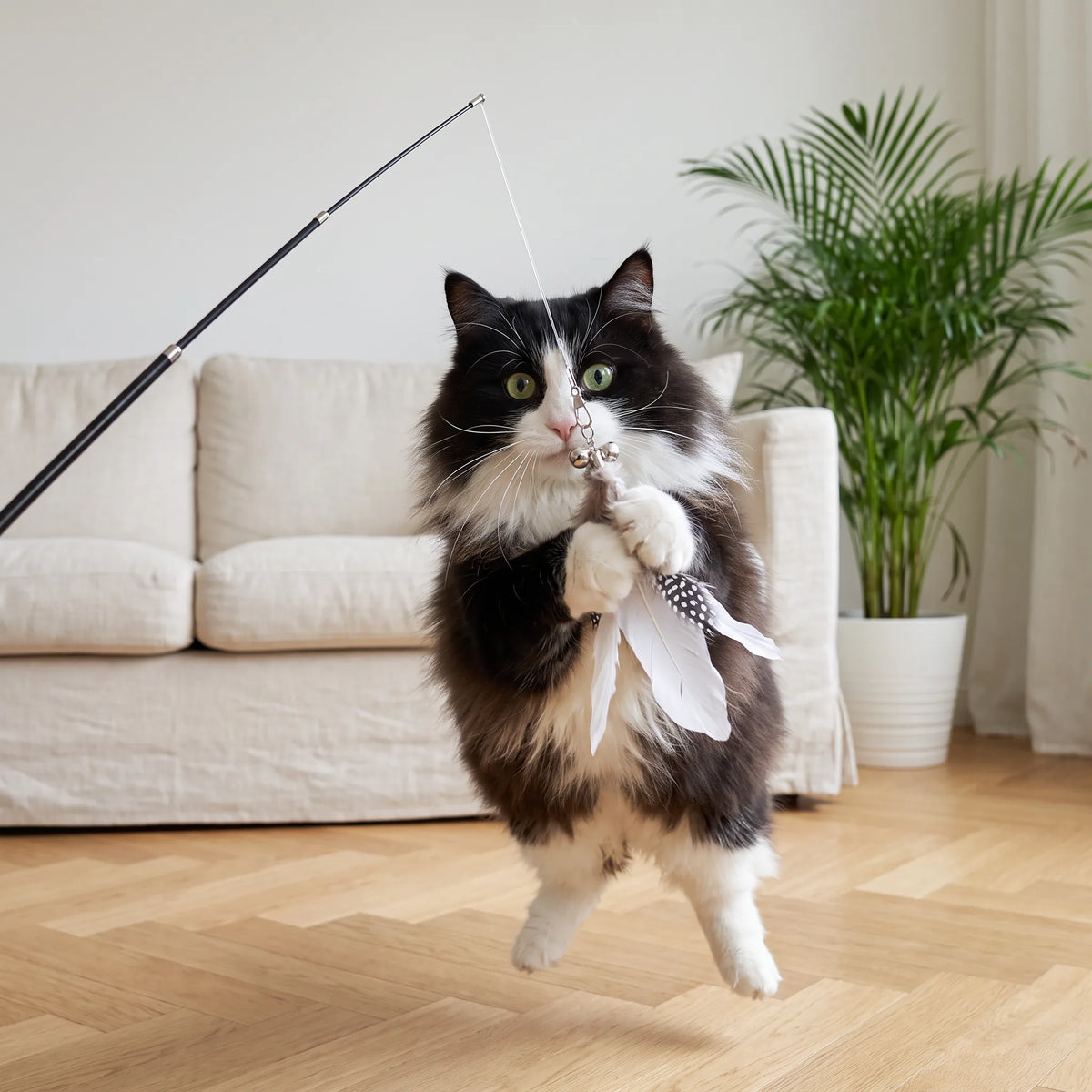 Chat Norvégien noir et blanc en plein saut qui attrape le plumeau entre ses pattes
