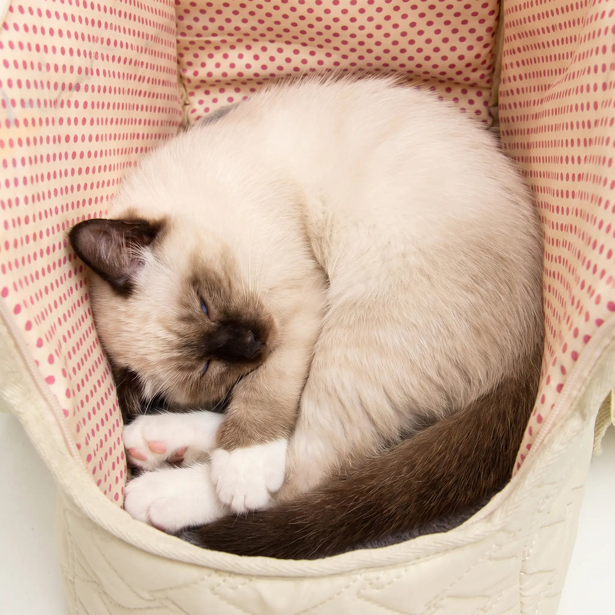 Chaton Sacré de Birmanie endormi sur la doublure rose à pois du sac