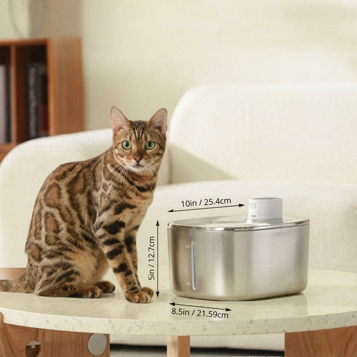 fontaine à eau pour chat sans fil 4L inox dimensions 25.4cm, distributeur eau chat, chat bengal yeux verts, salon bouclé blanc, catedo