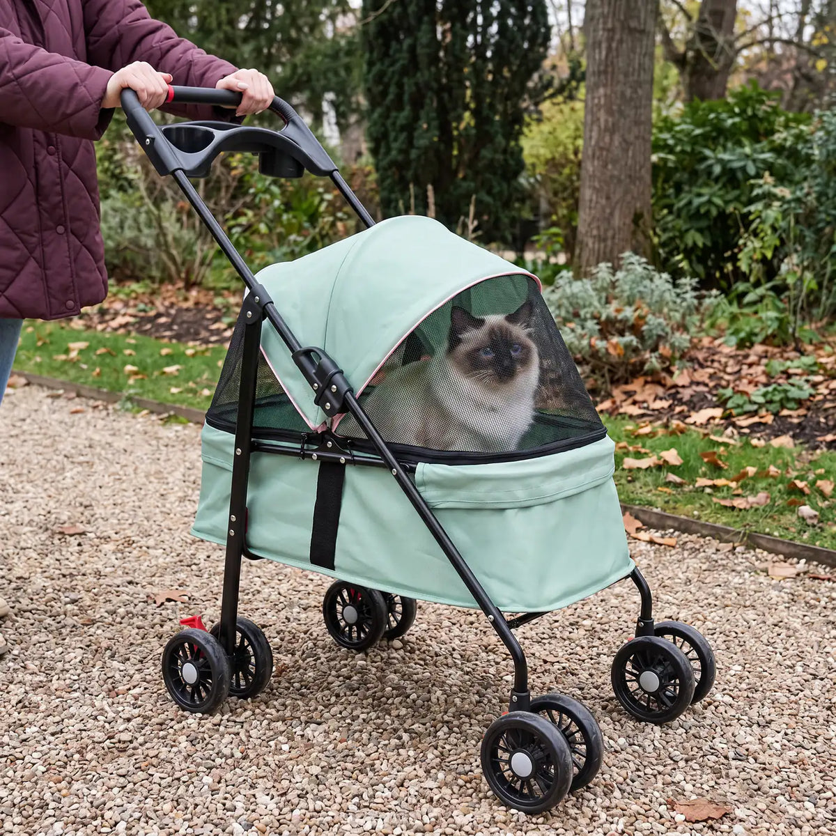 Chat Sacré de Birmanie promené en poussette dans l'allée d'un jardin public