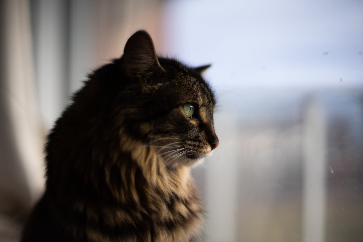 Distributeur de croquettes connecté pour 2 chats, 2 bols inox et réservoir 4 L, Jumelle