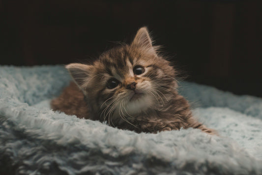 Comment choisir un arbre à chat ? Le guide honnête