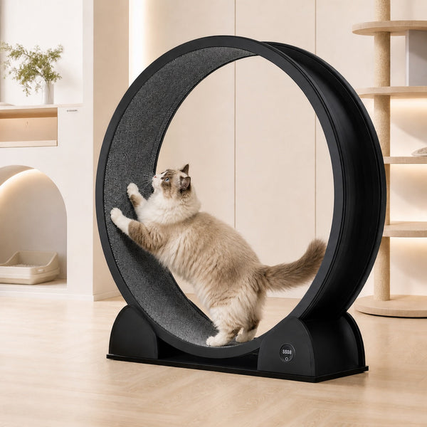 Accessoires pour chat