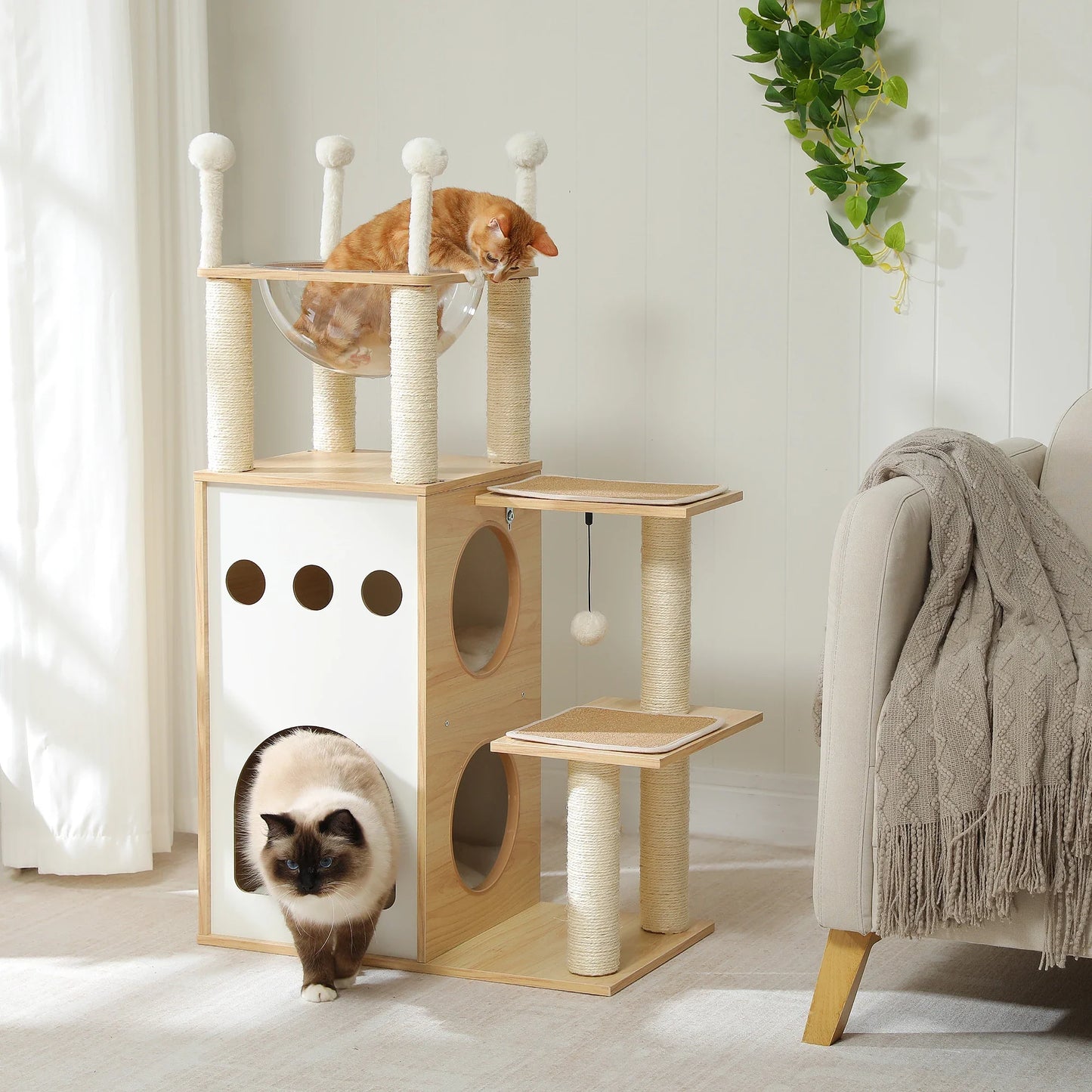 Arbre à chat bois clair avec chat siamois Un chat roux dans le hamac transparent, l et un chat siamois sortant de la niche de cet arbre à chat design en bois clair. et tapis antidérapant sisal amovible