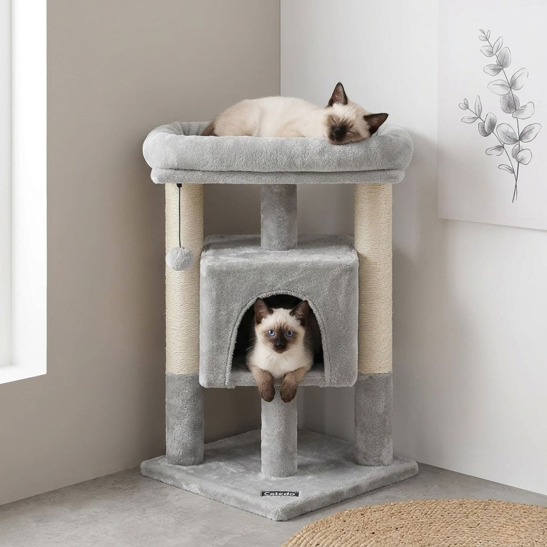 petit arbre à chat d'angle gris design, 72 cm, avec un chaton Siamois endormi sur le panier supérieur et un autre curieux dans la niche cubique centrale.