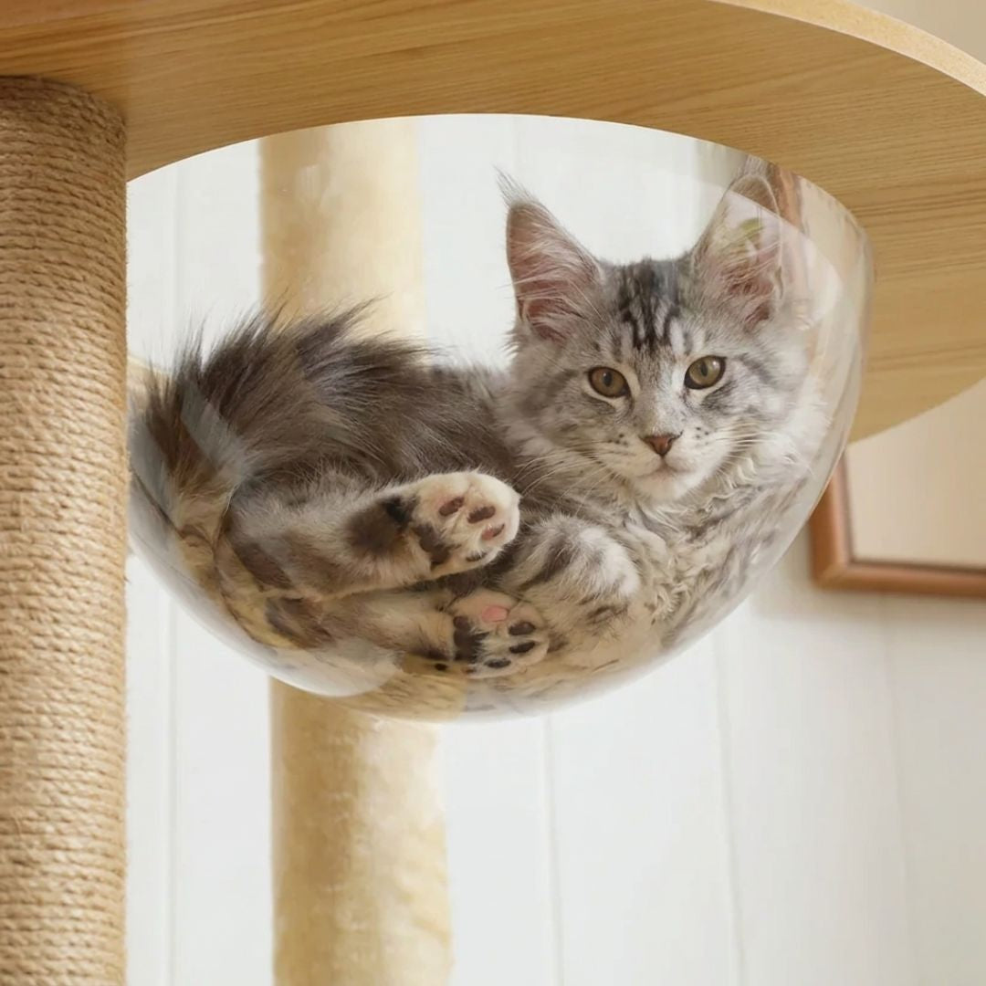 chaton Maine Coon gris allongé dans hamac transparent boule acrylique arbre à chat design bois sisal naturel