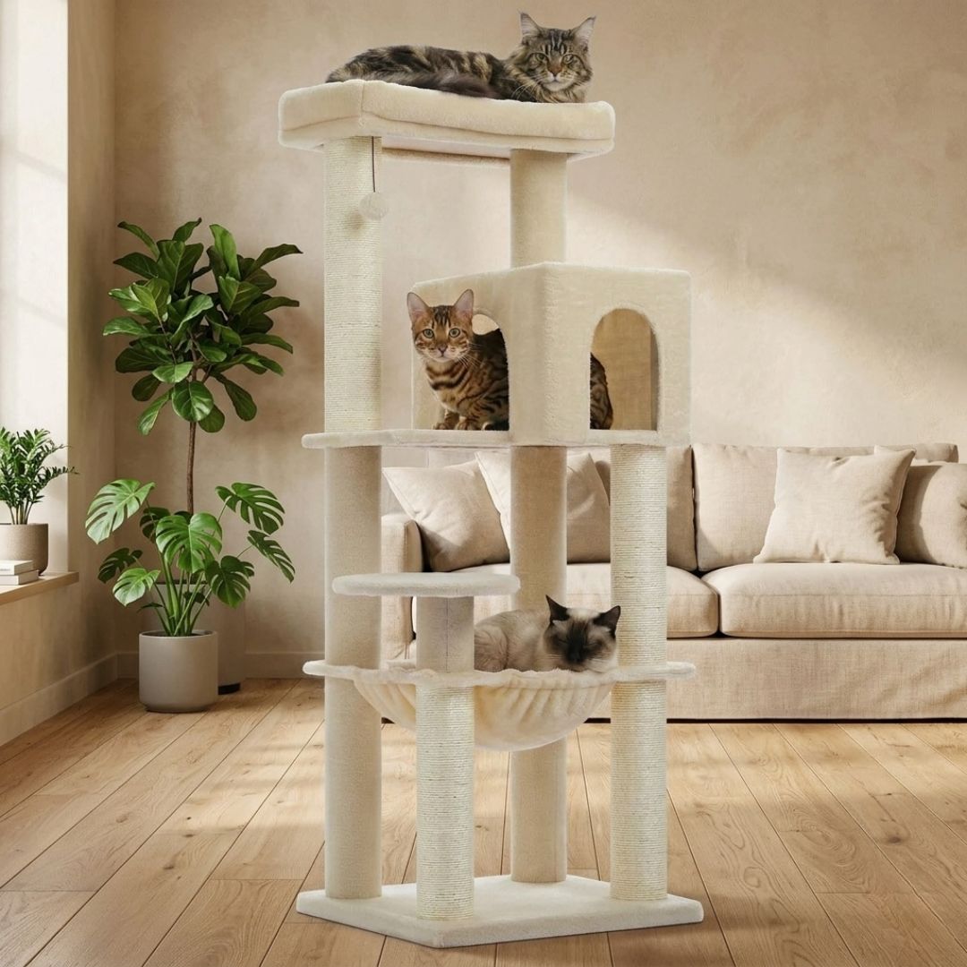 Arbre à chat beige multi-niveaux avec maine Coon en haut Bengal dans la niche et Siamois dans le hamac salon bohème
