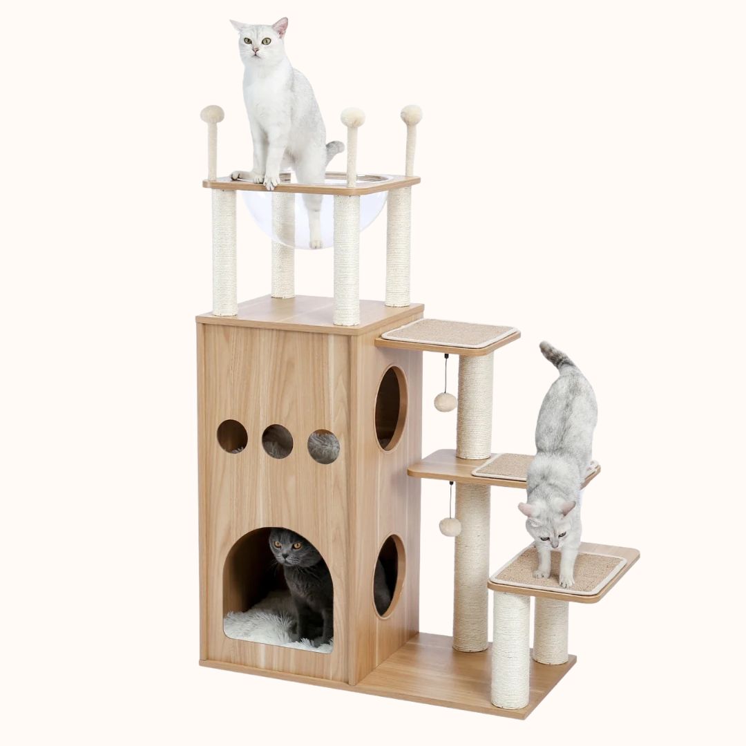 Arbre à chat tour bois clair 130cm fond blanc, niche arche spacieuse, hublots ronds décoratifs, escalier 3 marches sisal, hamac transparent, plateforme pompons, British Shorthair blanc gris