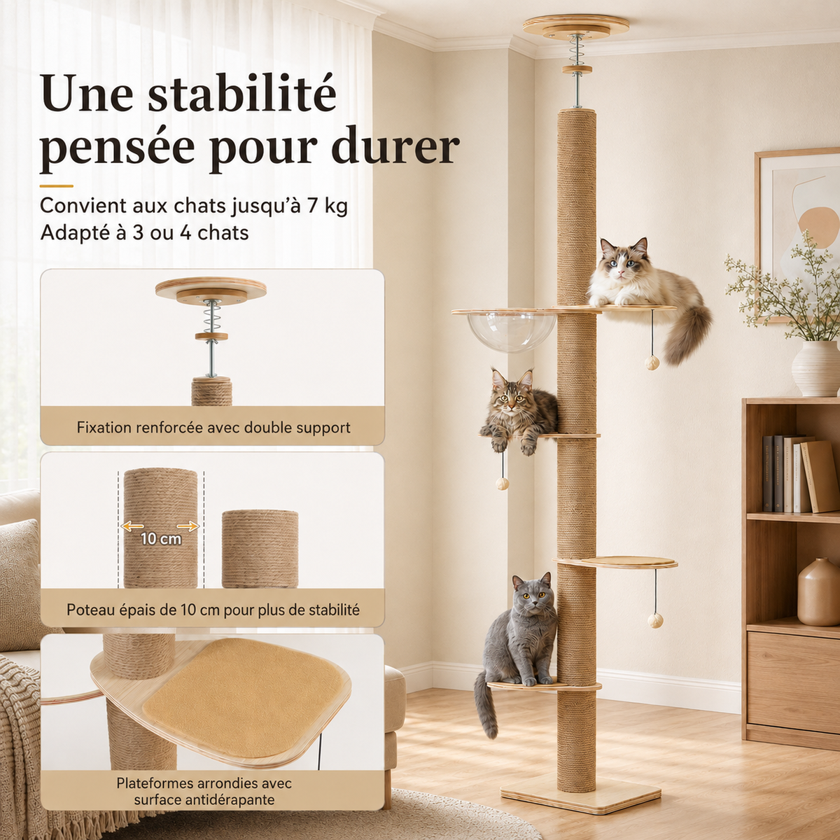 Arbre à chat sol-plafond ALTICAT de Catedo conçu pour 3 à 4 chats jusqu’à 7 kg, avec fixation renforcée, poteau en sisal de 10 cm et plateformes antidérapantes. Dans un intérieur lumineux, un Ragdoll se repose en hauteur, un Maine Coon occupe la plateforme centrale et un chat gris observe depuis le niveau inférieur.