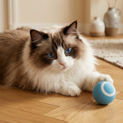 balle interactive pour chat bleue silicone chat ragdoll yeux bleus parquet chêne