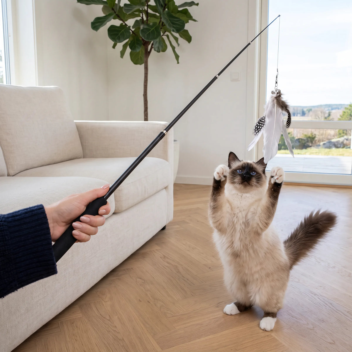 Chat Sacré de Birmanie dressé sur ses pattes arrière qui vise le plumeau d'une canne à pêche télescopique, dans un salon lumineux