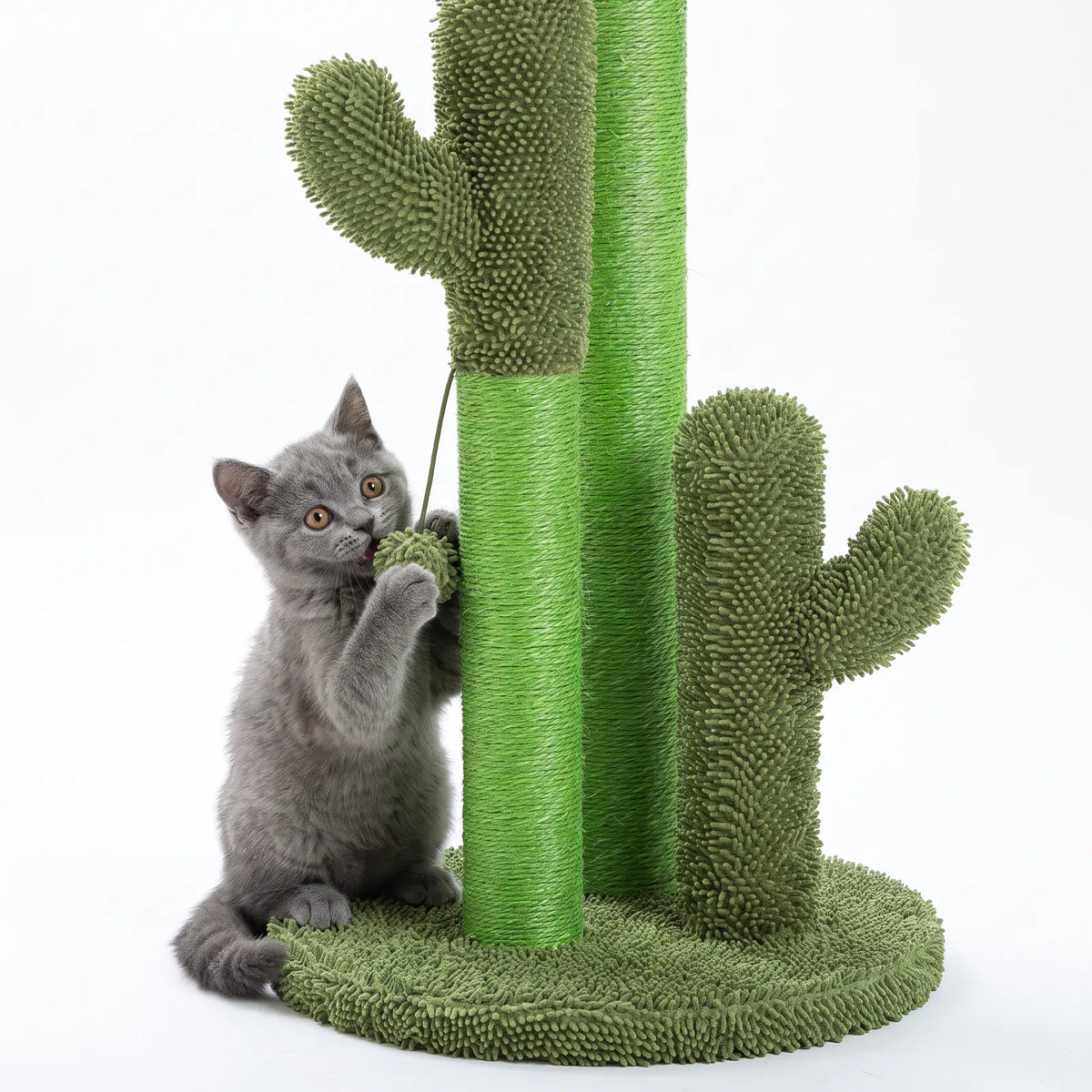 Chaton British Shorthair qui tape la balle en peluche suspendue au bras du cactus