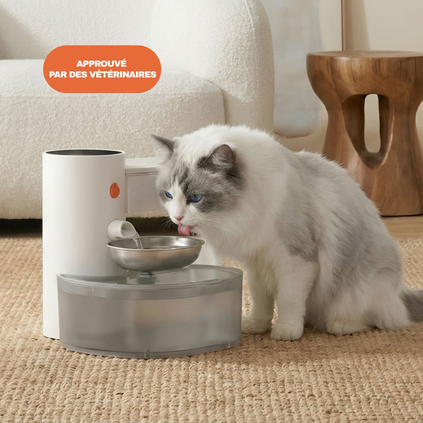 Chat Ragdoll blanc qui boit dans une fontaine à eau pour chat approuvée par des vétérinaires, bol inox, eau fraîche renouvelée automatiquement