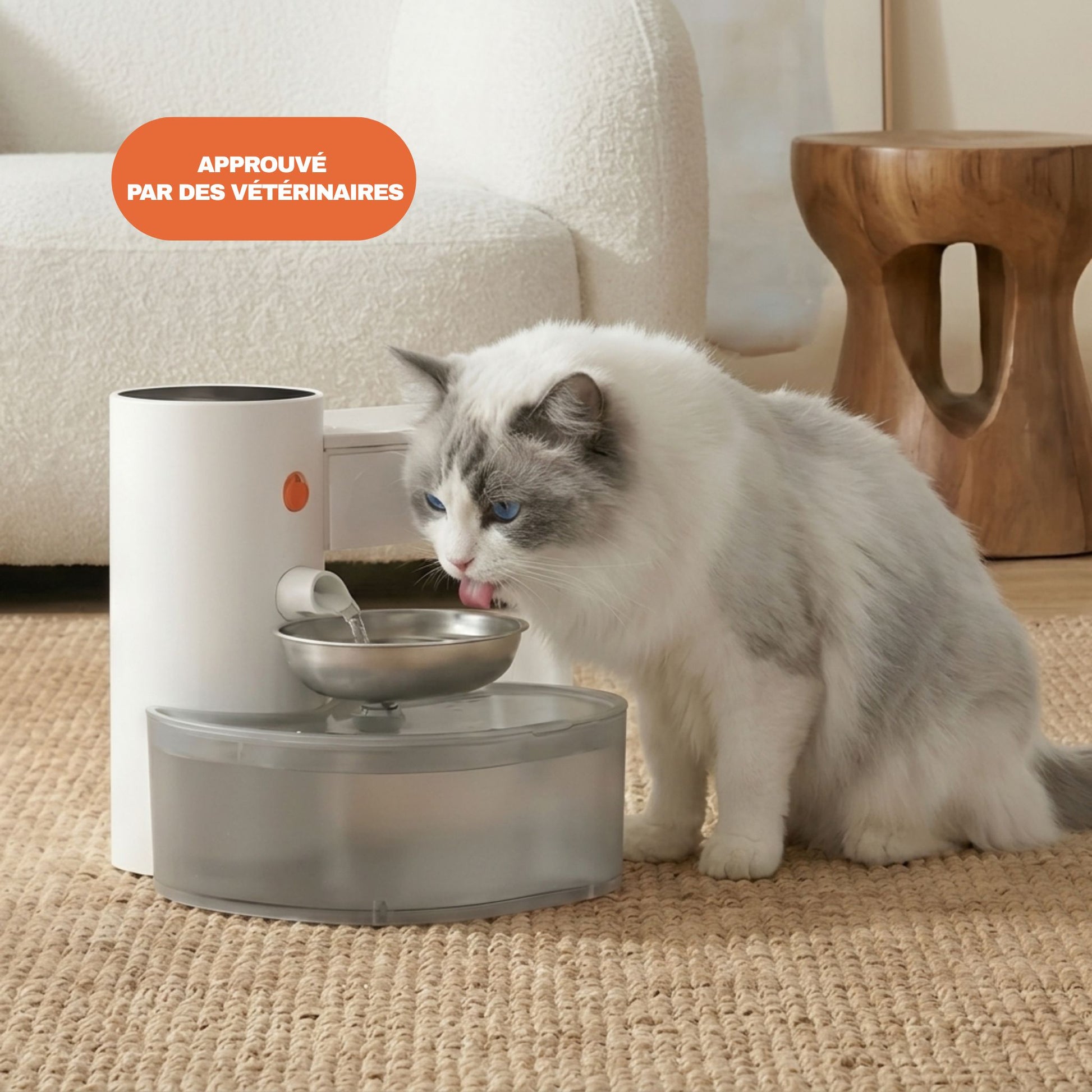 Chat Ragdoll blanc qui boit dans une fontaine à eau pour chat approuvée par des vétérinaires, bol inox, eau fraîche renouvelée automatiquement
