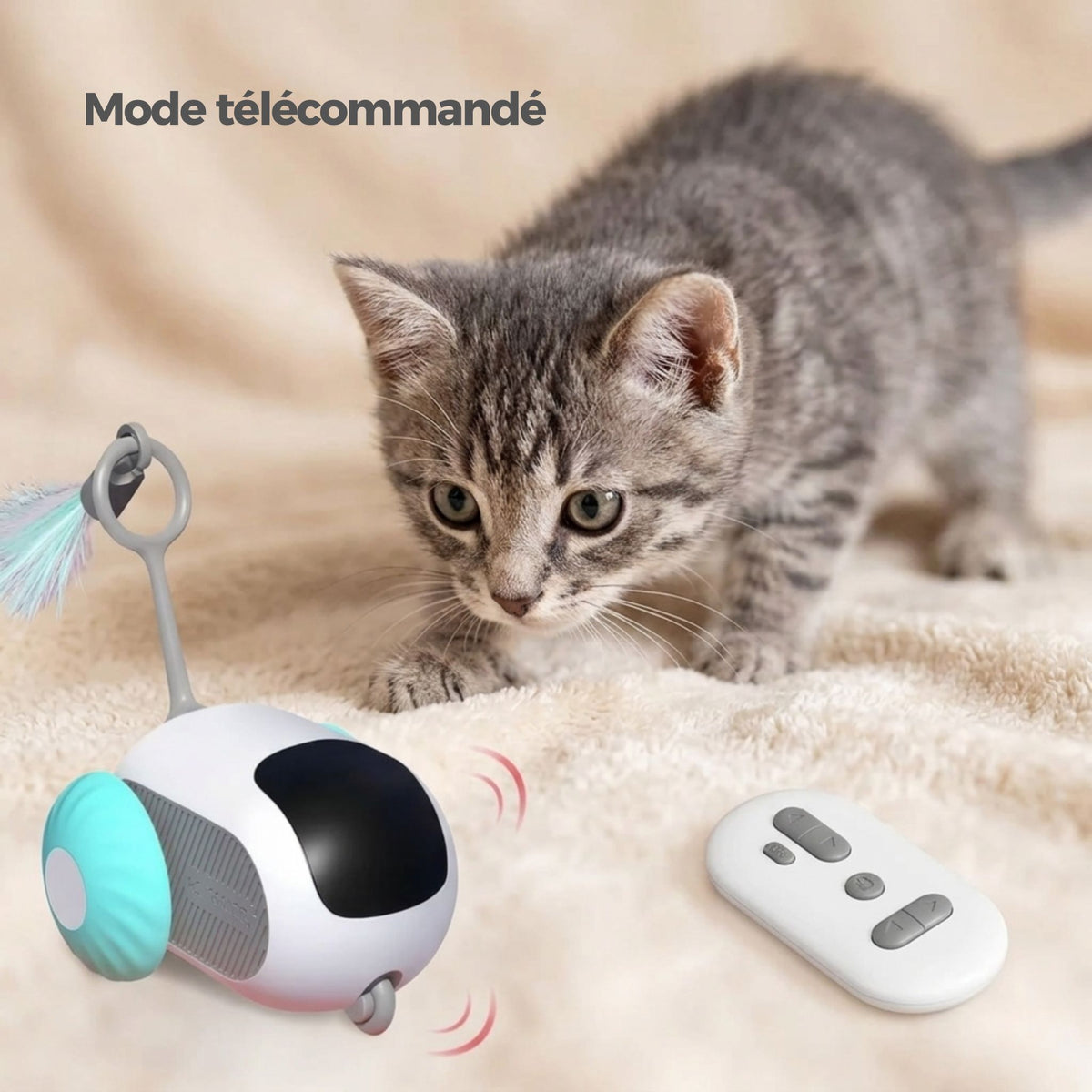 Chaton tigré gris en position de chasse face à une voiture téléguidée interactive avec télécommande, mode télécommandé