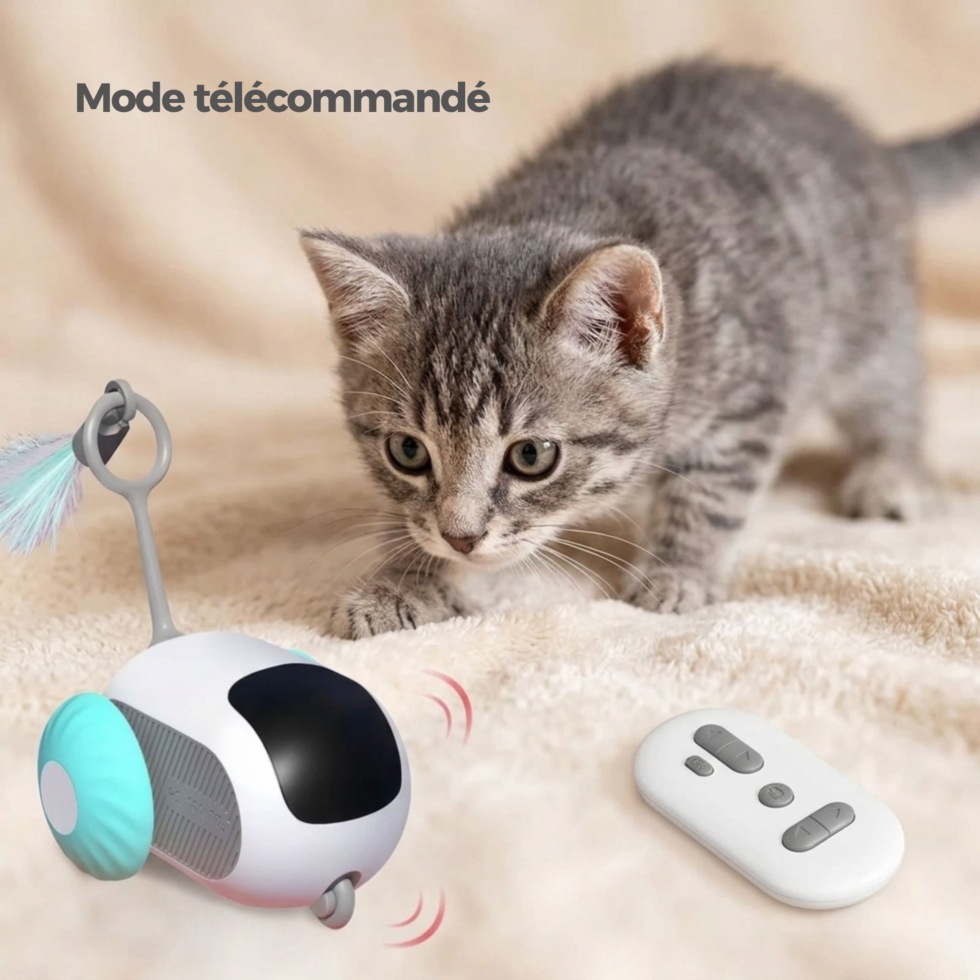Chaton tigré gris en position de chasse face à une voiture téléguidée interactive avec télécommande, mode télécommandé