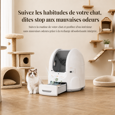Litière automatique à tiroir ouvert avec recharge désodorisante intégrée et chat Ragdoll dans un espace de vie félin naturel