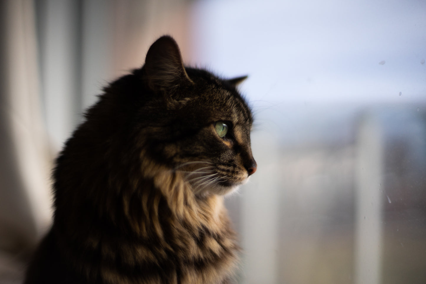 Distributeur chat – WiFi 2 chats