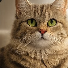 Photo de chat client Catedo