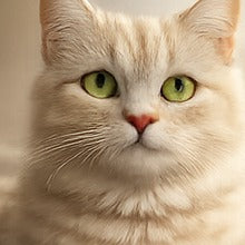 Photo de chat client Catedo
