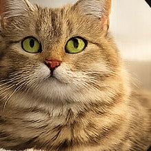 Photo de chat client Catedo